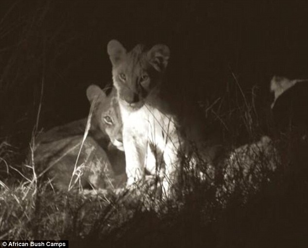 2B26989500000578-3187160-Adorable_New_images_from_African_Bush_Camps_show_the_cubs_snoozi-m-5_1438877983496.jpg