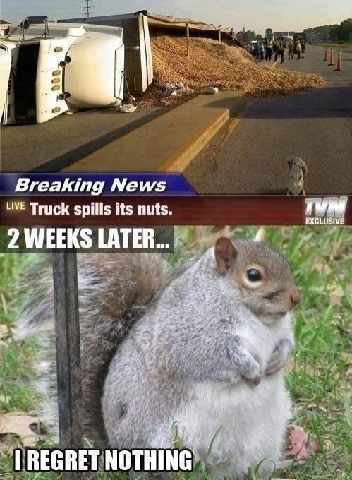 truck-spills-nuts-funny-fat-squirrel-meme.jpg