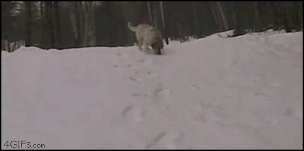 best-gifs10-dogs-enjoying-snow.gif
