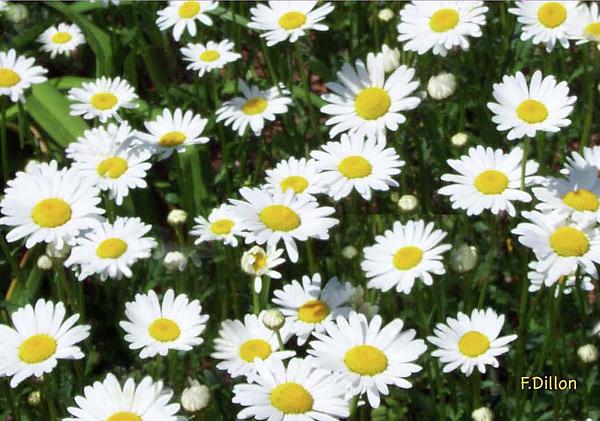 1-field-of-daisies-frances-dillon.jpg