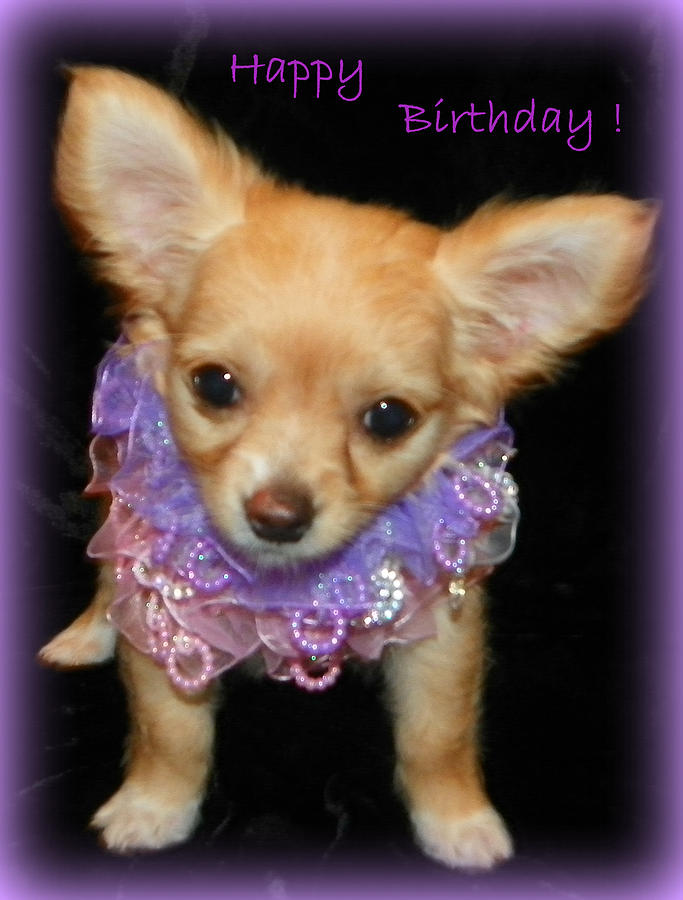 happy-birthday-chihuahua-sheri-mcleroy.jpg