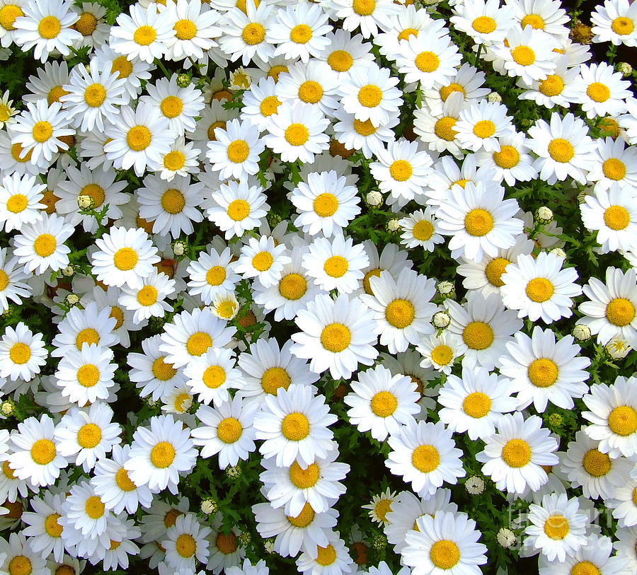 daisy-flower-andrea-anderegg-.jpg