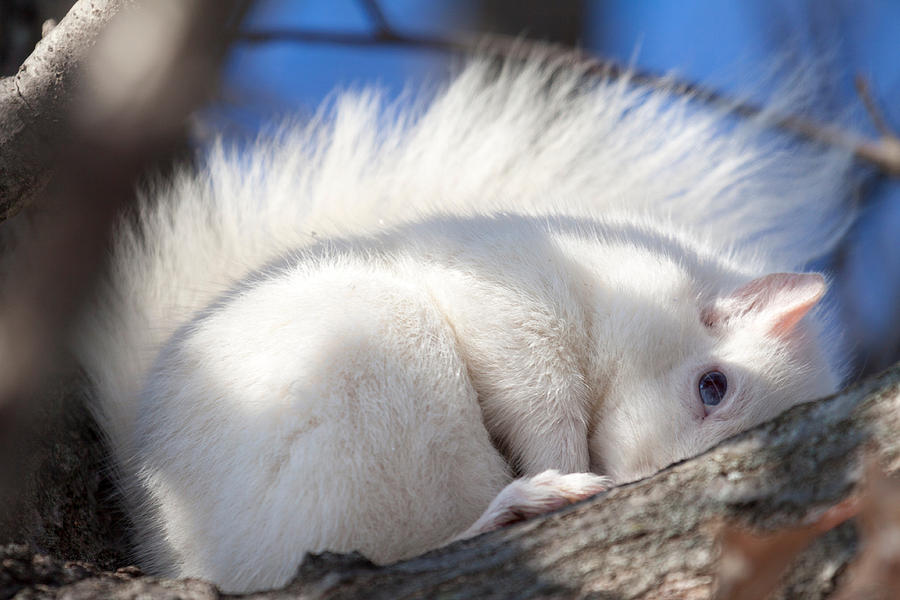 white-squirrel-baby-deb-henman.jpg