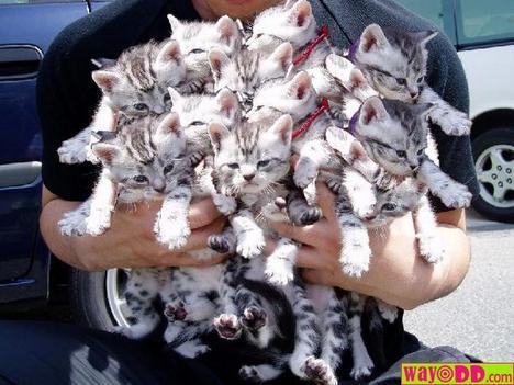 Funny-kitahs-LoL-cute-kittens-10032417-468-351.jpg