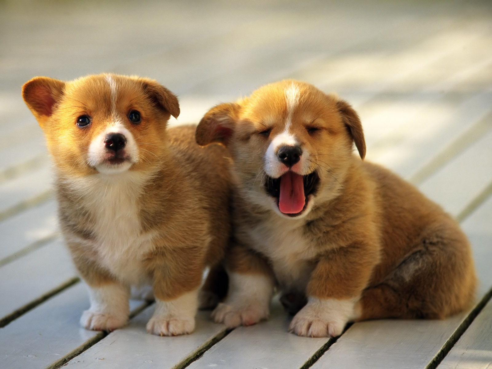 So-cute-puppies-14749029-1600-1200.jpg