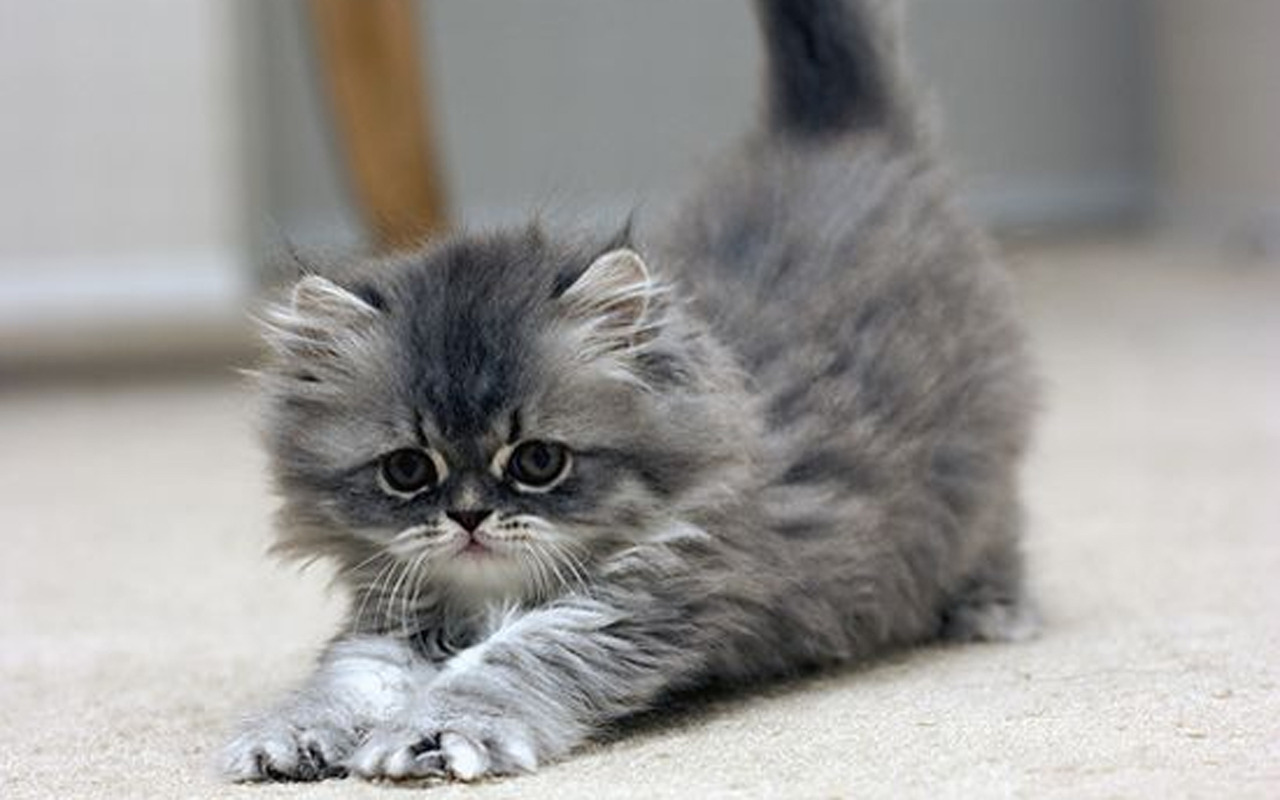 Cute-Kitten-kittens-16123151-1280-800.jpg