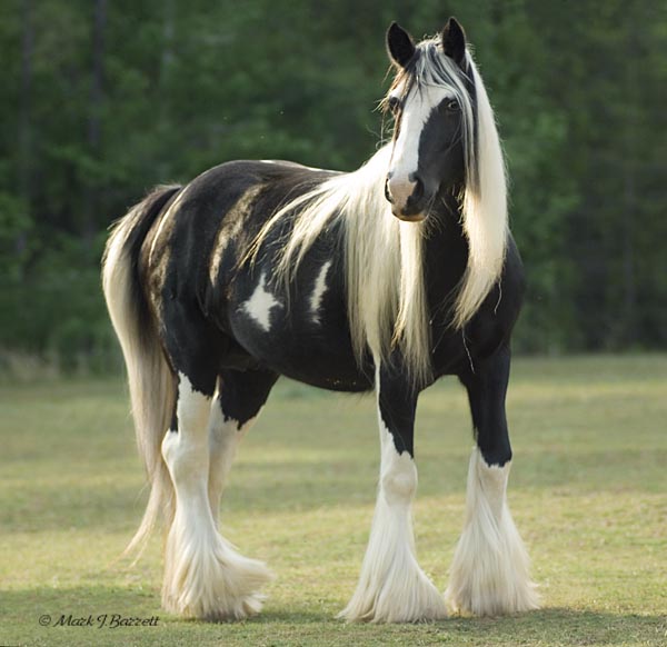 Gypsy-Vanner-horses-30858070-600-582.jpg
