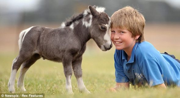 baby-horse-horses-31184832-590-322.jpg