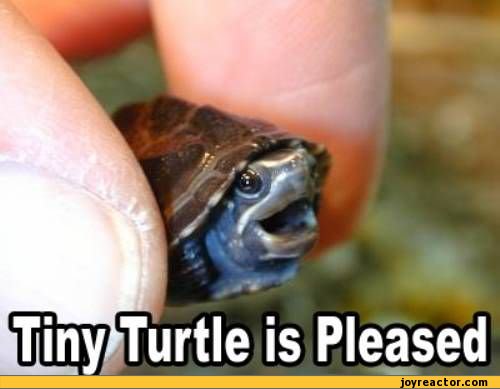 funny-pictures-auto-turtle-tiny-388371.jpeg