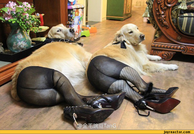 photo-dogs-legs-tights-634161.jpeg