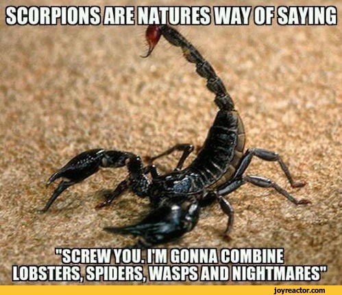 scorpion-insects-927851.jpeg