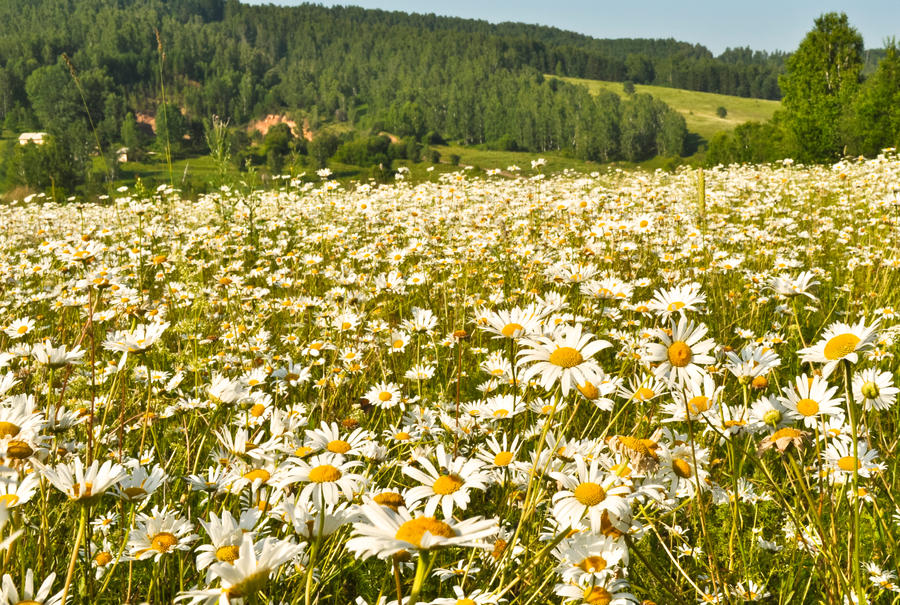 field_of_daisies_by_tumana_stock-d57bysy.jpg