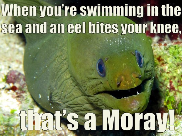 when-youre-swimming-in-the-sea-and-an-eel-bites-your-knee.jpg