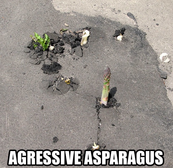 aggressive-asparagus-smashes-through-concrete-1310228916r.jpg
