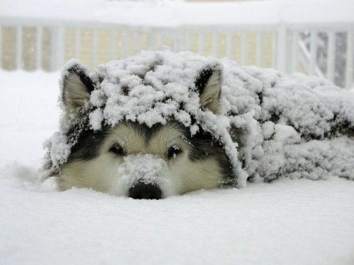 fotografia-cosas--dogs--Cool-&-Fantasy--wolves--animals--Animals-&-Birds--wolf--My-Animals--funny--dog--lying-in-and-covered-with-snow--pretty-pics--Aminals!!--cats_large.jpg