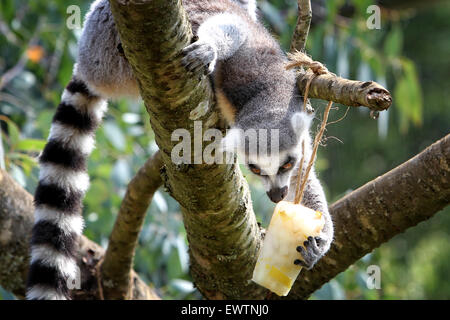 ring-tailed-lemurs-cools-off-with-a-fruit-filled-ice-lolly-at-the-ewtnj0.jpg