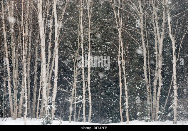 birch-trees-at-edge-of-woodlot-with-falling-snow-greater-sudbury-ontario-bfm2fb.jpg