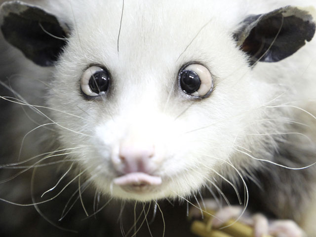 Funny-Opossum_2.jpg