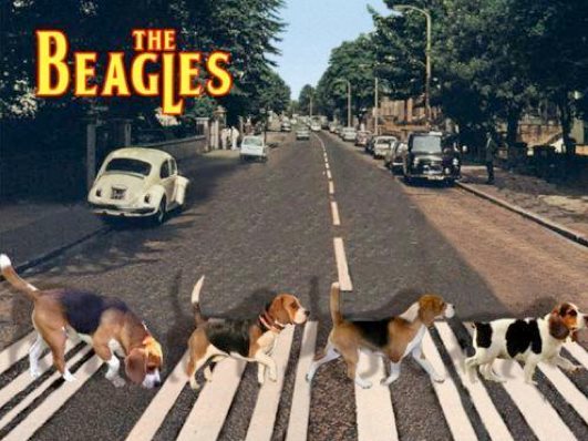 the-beagles.jpg