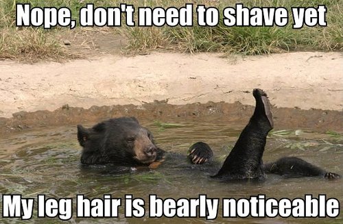 humorous-photo-funny-caption-bear-doesnt-need-to-shave-legs.jpg