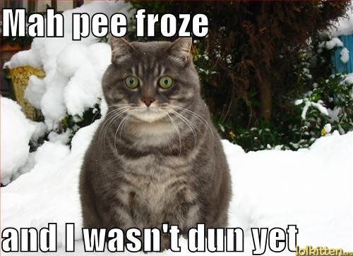 funny-cat-lolcat-winter-problems.jpg