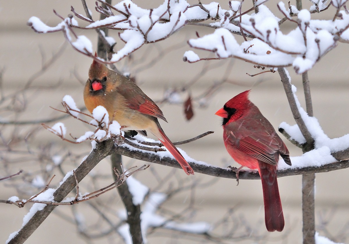 cardinals-in-snow3.jpg