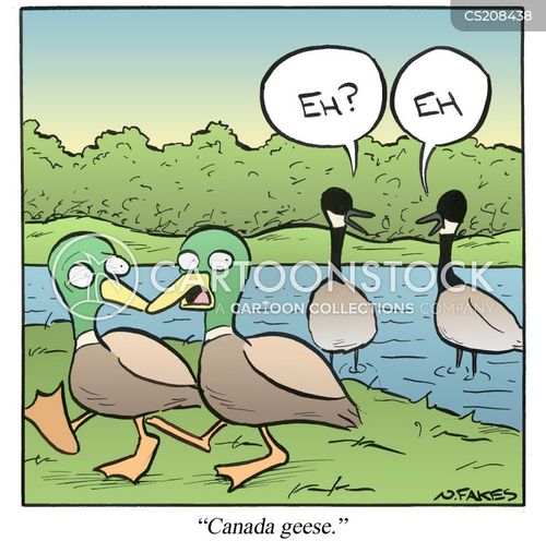animals-canada_geese-canadian_goose-linguist-languages-duck-nfkn234_low.jpg