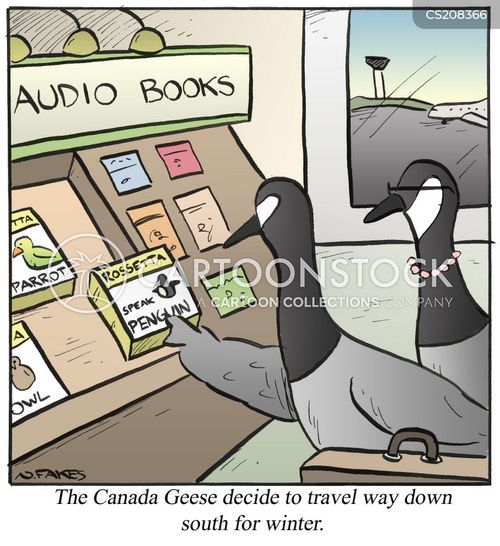 travel-tourism-canadian_geese-geese-vacations-tourists-audio_books-nfkn15_low.jpg