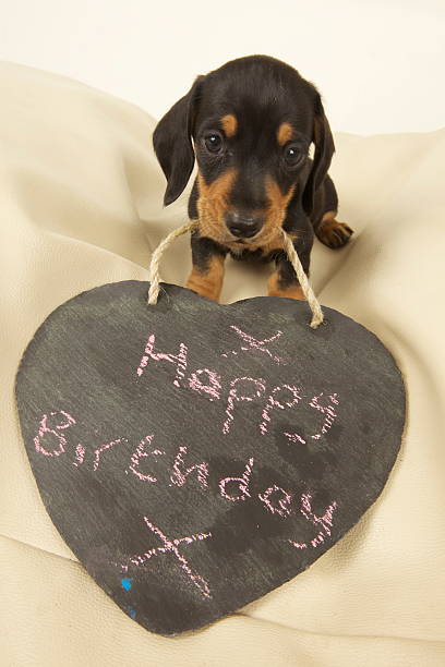 happy-birthday-puppy-picture-id178482845