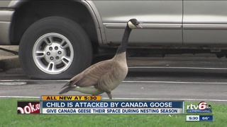 Child_attacked_by_Canada_goose_2835720000_16906680_ver1.0_320_240.jpg