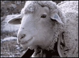 Awkward-Sheep-Stare-MRW-Gif.gif