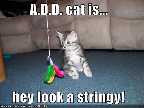 funny-pictures-apparently-your-kitten-has-an-attention-disorder1.jpg