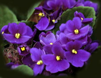 african-violet1.jpg