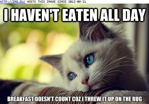 advice-animals-memes-animal-memes-first-world-cat-problems-have-to-keep-my-kitten-figure.jpg