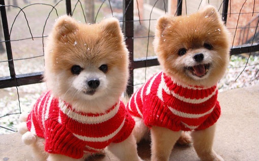 Dogs-in-Sweaters-Photo-Courtesy-of-Teddy-n-TJ-Rule-the-World-via-Flickr4.jpg
