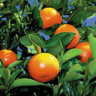 florida-oranges.jpg
