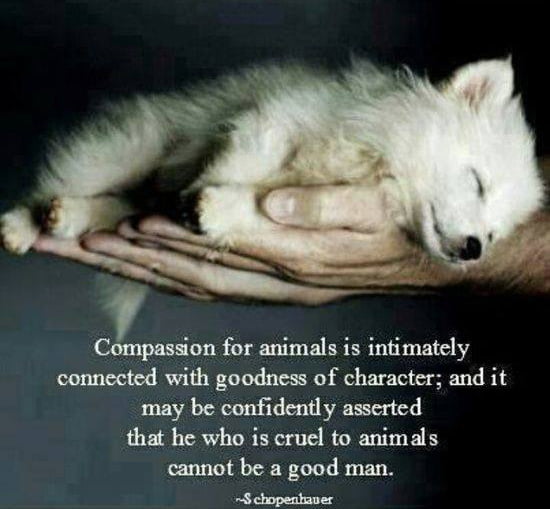compassion-for-animals.jpg