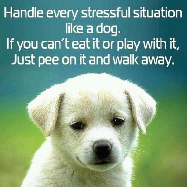 Handle-every-stressful-situation-like-a-dog.-If-you-cant-eat-it-or-play-with-it-just-pee-on-it-and-walk-away.jpg