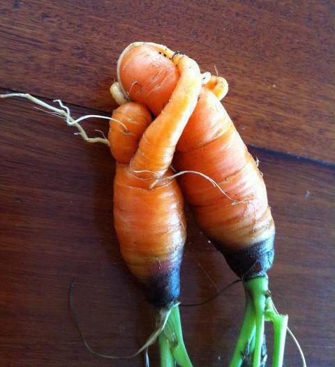 carrots-kissing.jpg