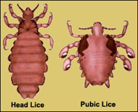 head-pubic-lice.gif%3Fw%3D600