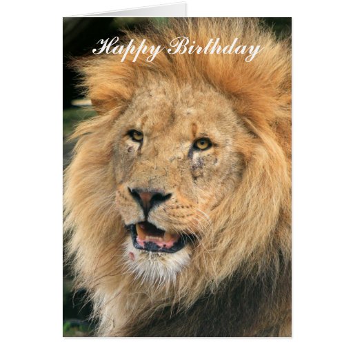 lion_head_male_beautiful_photo_happy_birthday_card-r991046b26c4441b1a19e08e6c411e212_xvuat_8byvr_512.jpg