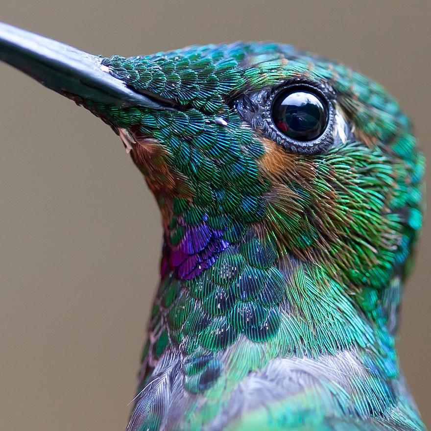 cute-beautiful-hummingbird-photography-1.jpg