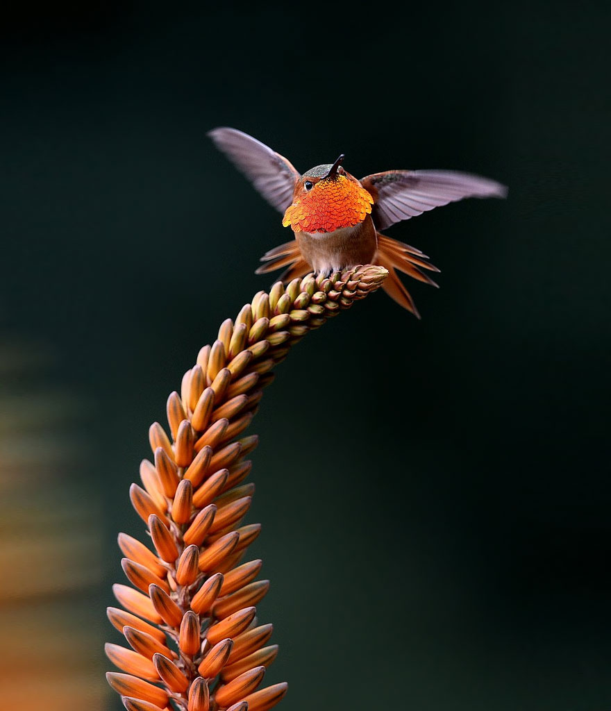 cute-beautiful-hummingbird-photography-15.jpg