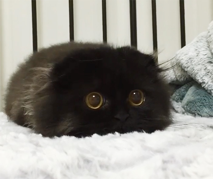 big-cute-eyes-cat-black-scottish-fold-gimo-1room1cat-48.jpg