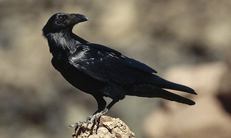 Common-Raven-008.jpg