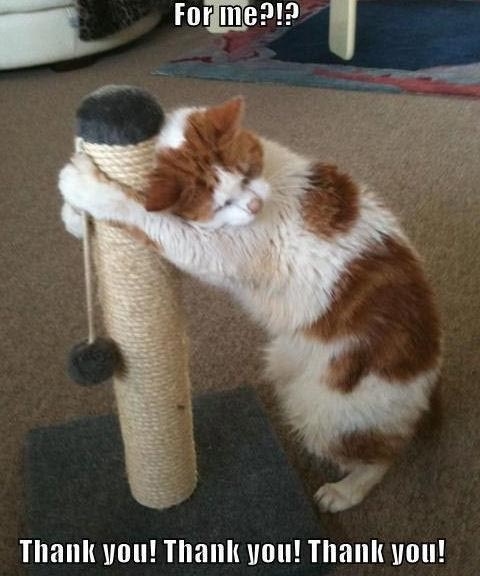 Cat-Loves-His-Scratching-Post.jpg