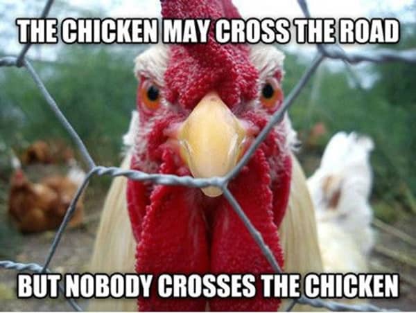 30-Funny-Pictures-of-Chicken-5.jpeg
