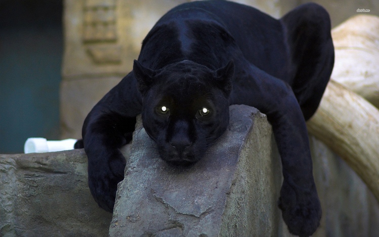 black-panther-theme-30.jpg