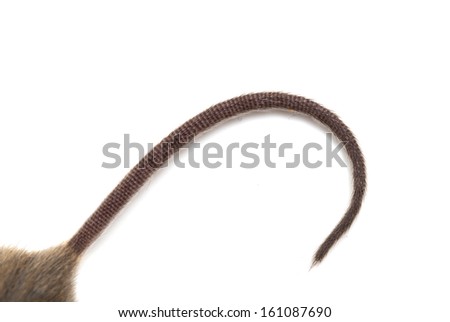 stock-photo-tail-of-the-mouse-macro-161087690.jpg