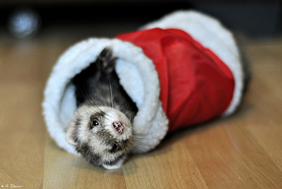 Cute-Christmas-Animals-25.jpg